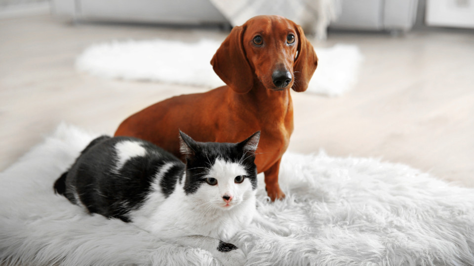 Top 10 des noms de chiens et chats les plus donnés en 2024
