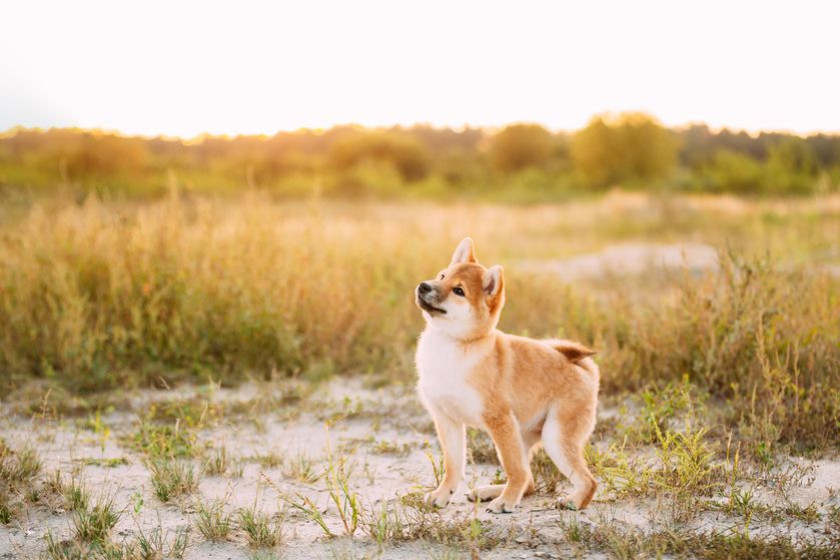 Que faut-il savoir avant d'adopter un Shiba Inu ?