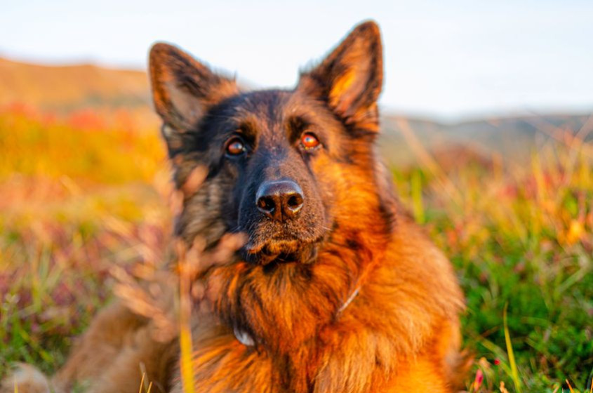Le Top 10 des races de chiens préférées des Français en 2025 !