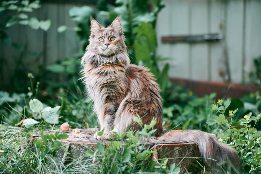 Que faut-il savoir avant d'adopter un Maine Coon ?