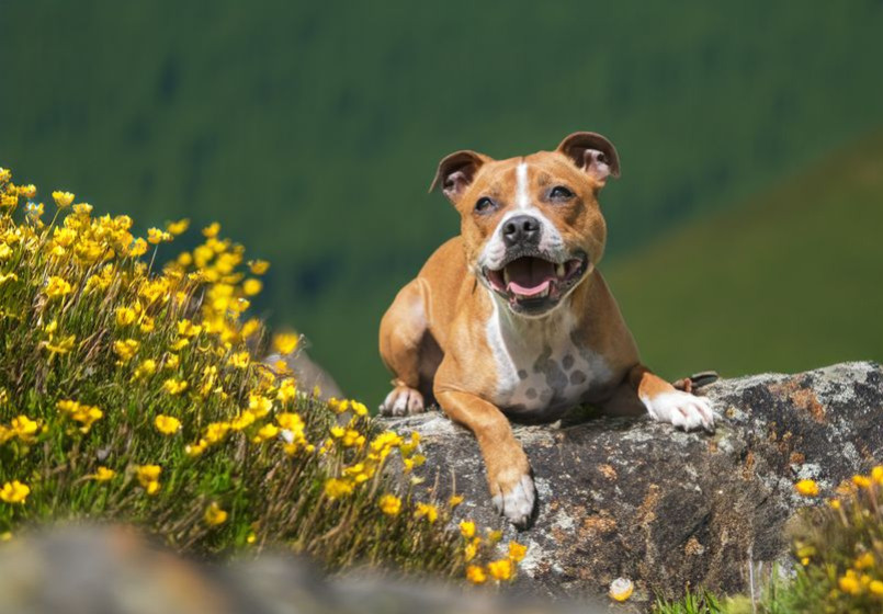 Que faut-il savoir avant d'adopter un Staffie ?