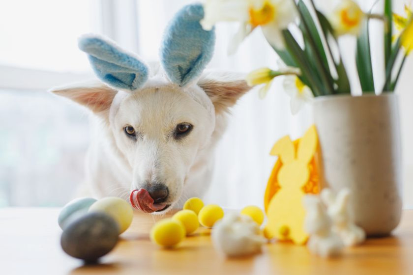 Mon chien a mangé du chocolat : que faire ?