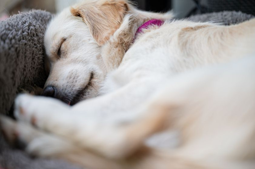 Pourquoi votre chien tourne en rond avant de se coucher ?