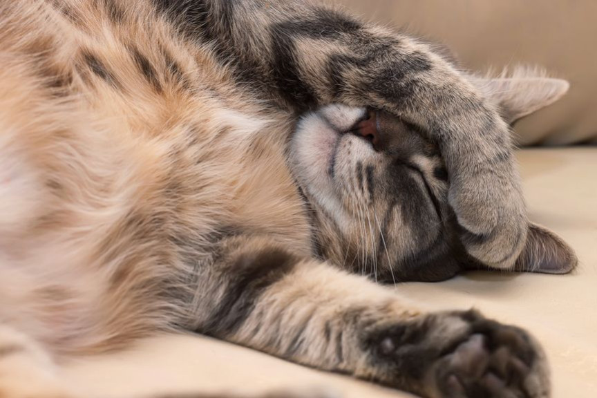 Top 5 des races de chats les plus calmes