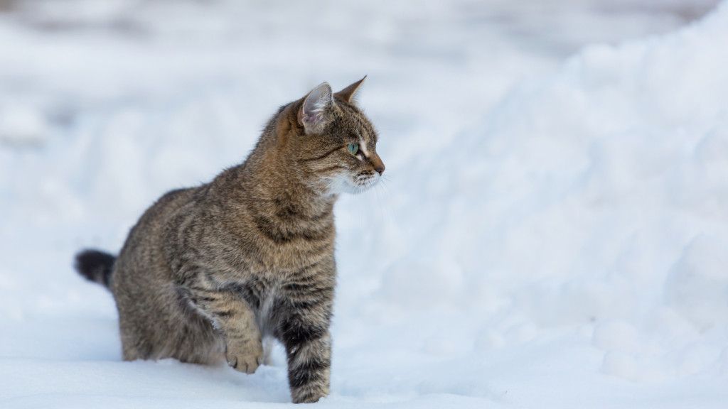 Ce chat perdu suit 2 skieurs à plus de 3000m d’altitude !