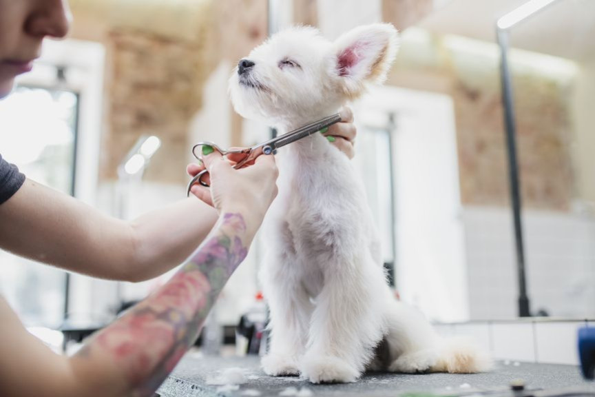Le Top 5 des races de chiens les plus propres