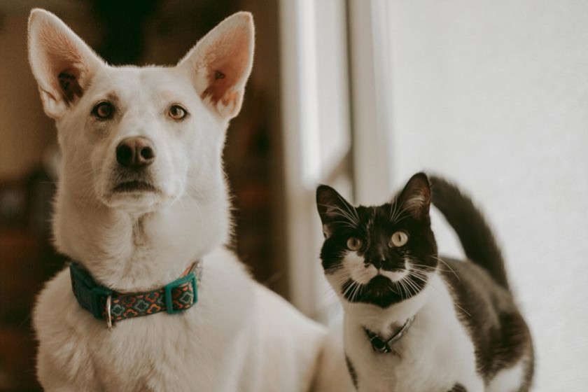 Faut-il laisser son chien et son chat se disputer ou intervenir ?