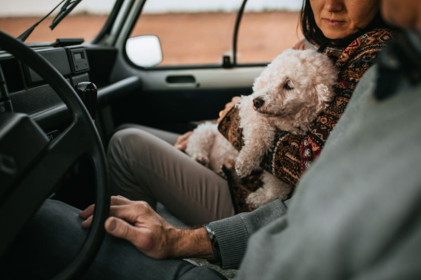 Est-il obligatoire d'attacher son chien en voiture ?