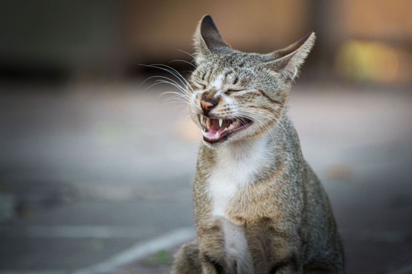Mon chat miaule : est-ce pour me réclamer quelque chose ?