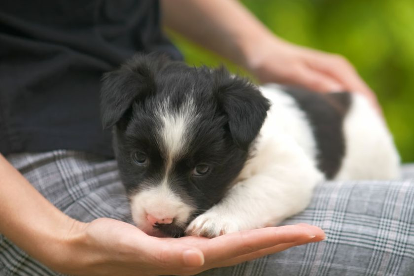 Border Collie : tout ce que vous devez savoir avant d'en adopter un