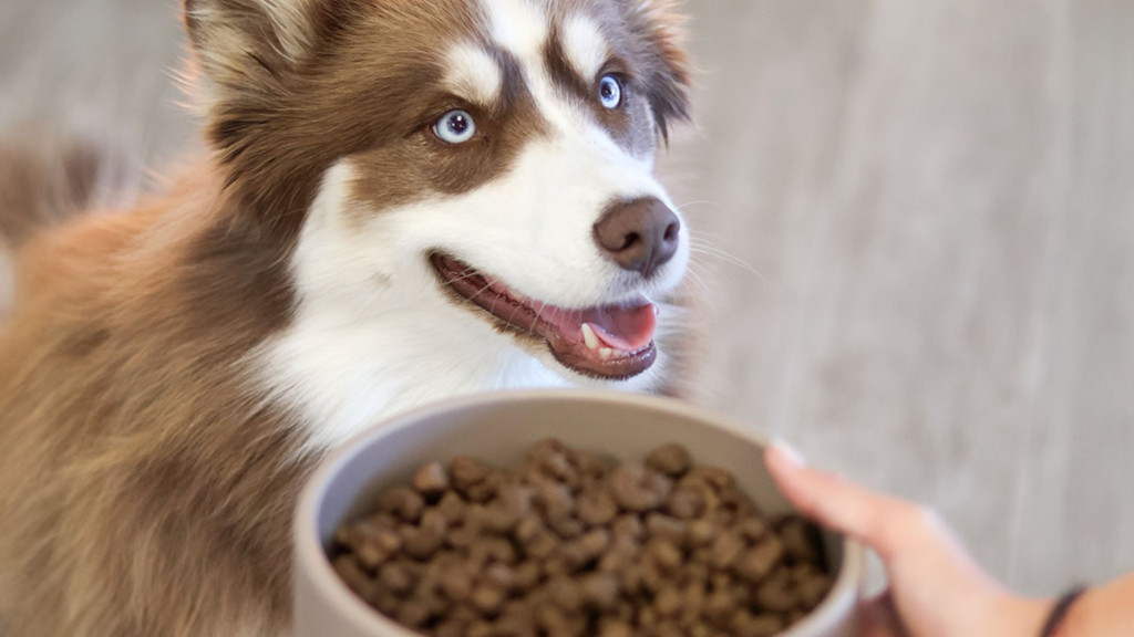 Comment choisir une alimentation vraiment adaptée à son chien ou à son chat ?