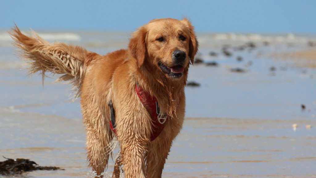 Races de chiens prédisposées aux problèmes articulaires : comment anticiper ?