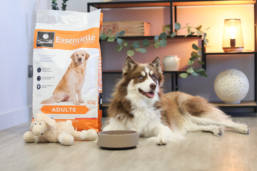 Transition alimentaire chien et chat : comment changer de croquettes en douceur ?