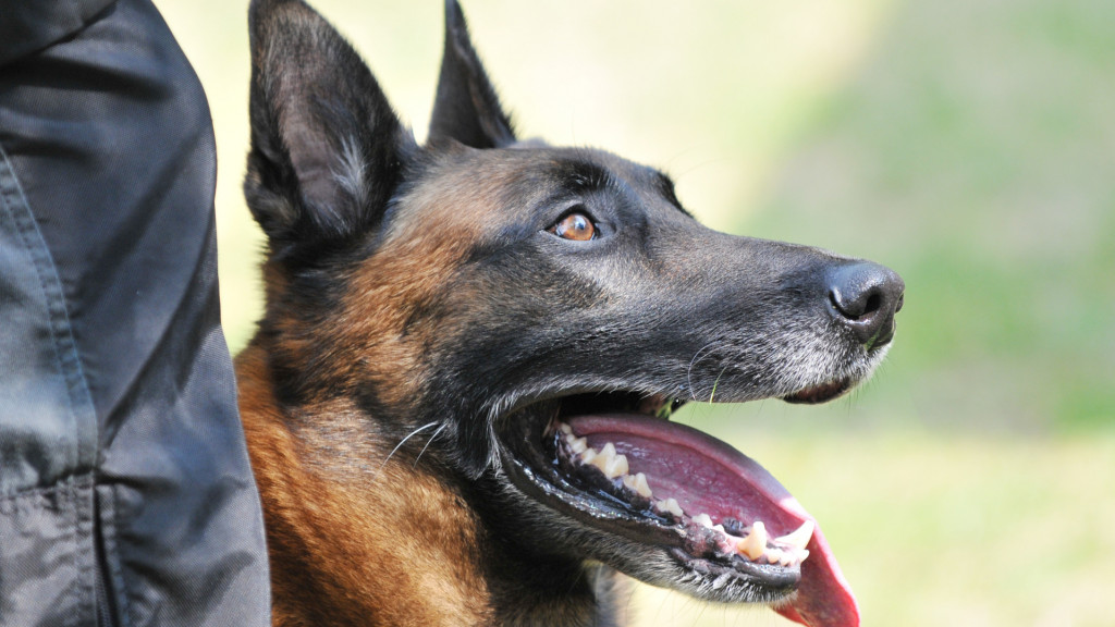 Un chien volé retrouve son propriétaire 9 mois plus tard 