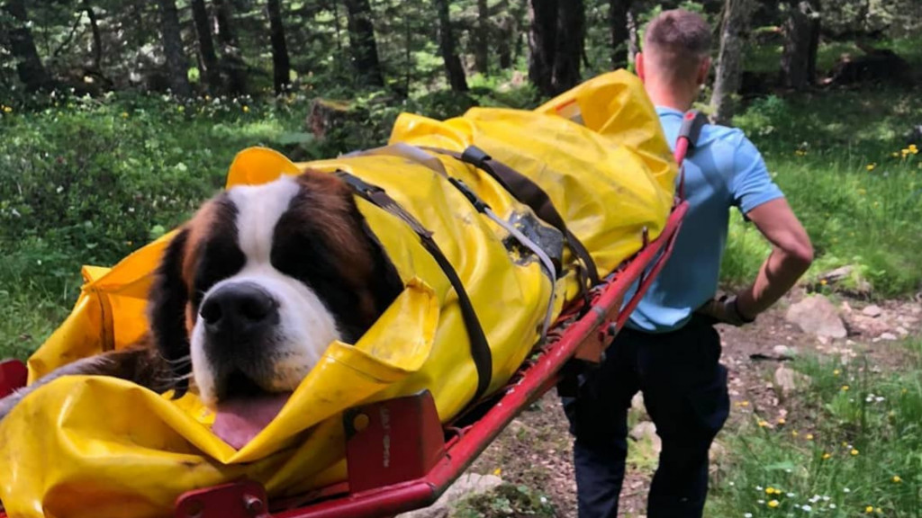 Des gendarmes sauvent un Saint-Bernard de 75KG tombé dans un trou 
