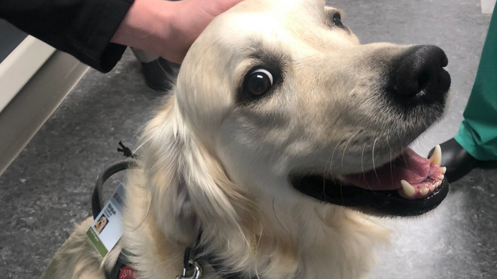 Embauché par un hôpital, ce chien aide les soignants à garder le moral
