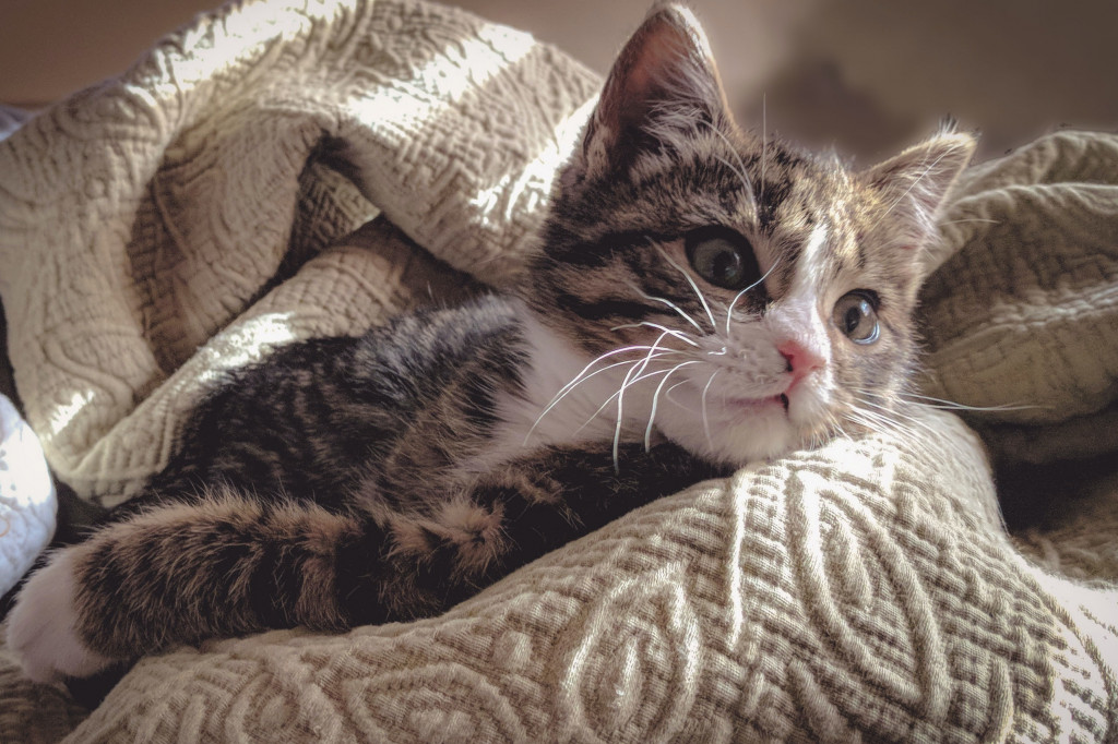 Strasbourg : Un chaton sauve la vie de son propriétaire victime d’un malaise