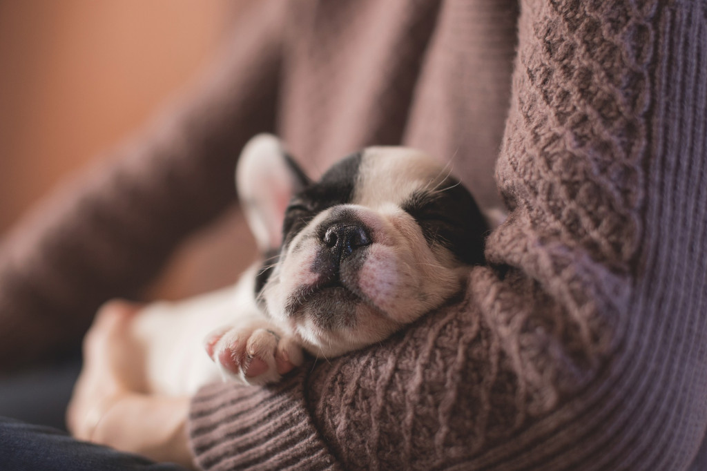 Comment bien préparer l’arrivée d’un chiot ? 