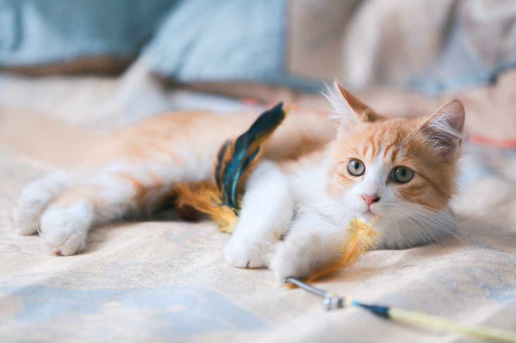 Bien préparer l’arrivée d’un chaton : nos conseils pour un accueil en douceur