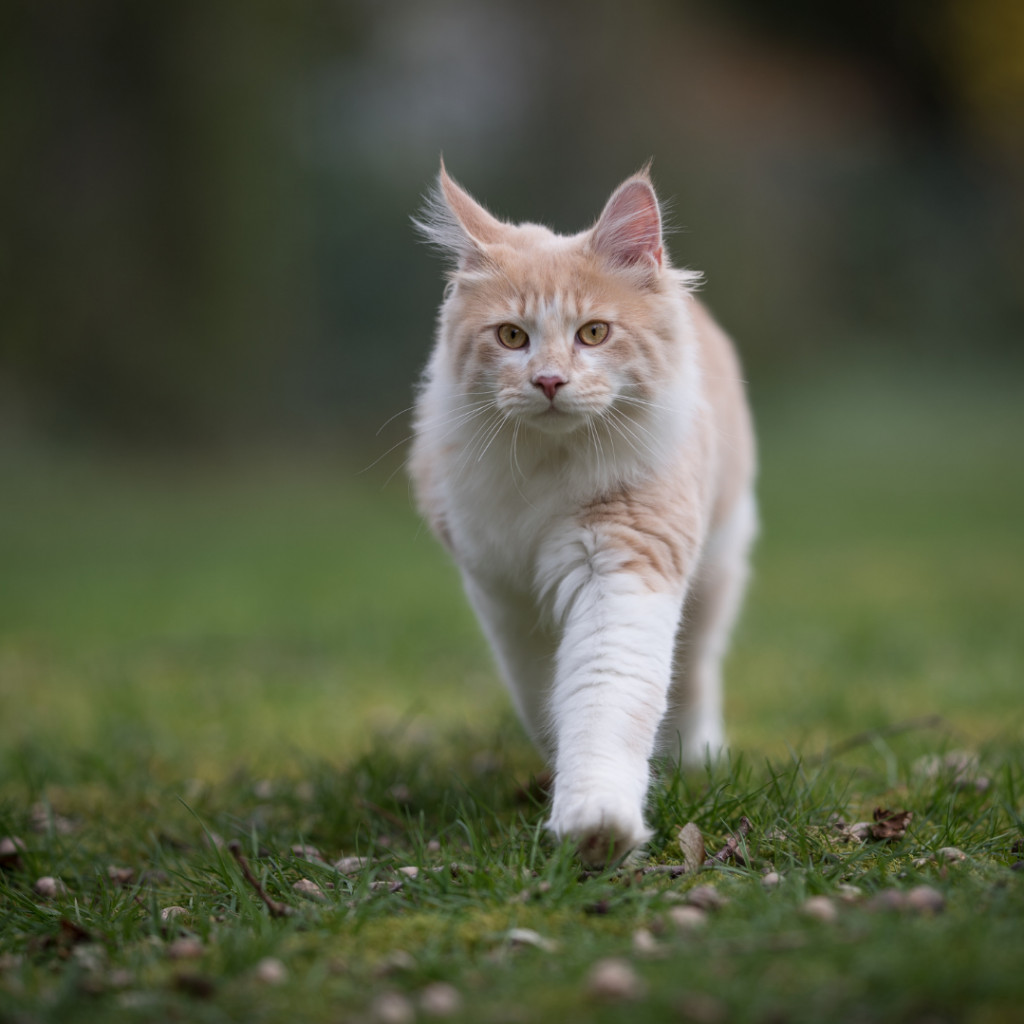Le trio indétrônable des races de chats préférées des Français
