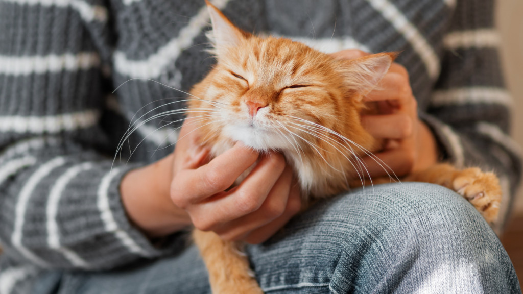Les chats nous considèrent comme leurs parents