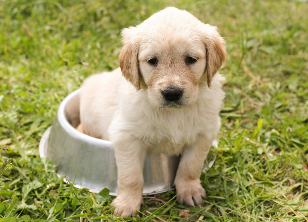 Mon chien boude ses croquettes : que faire ?