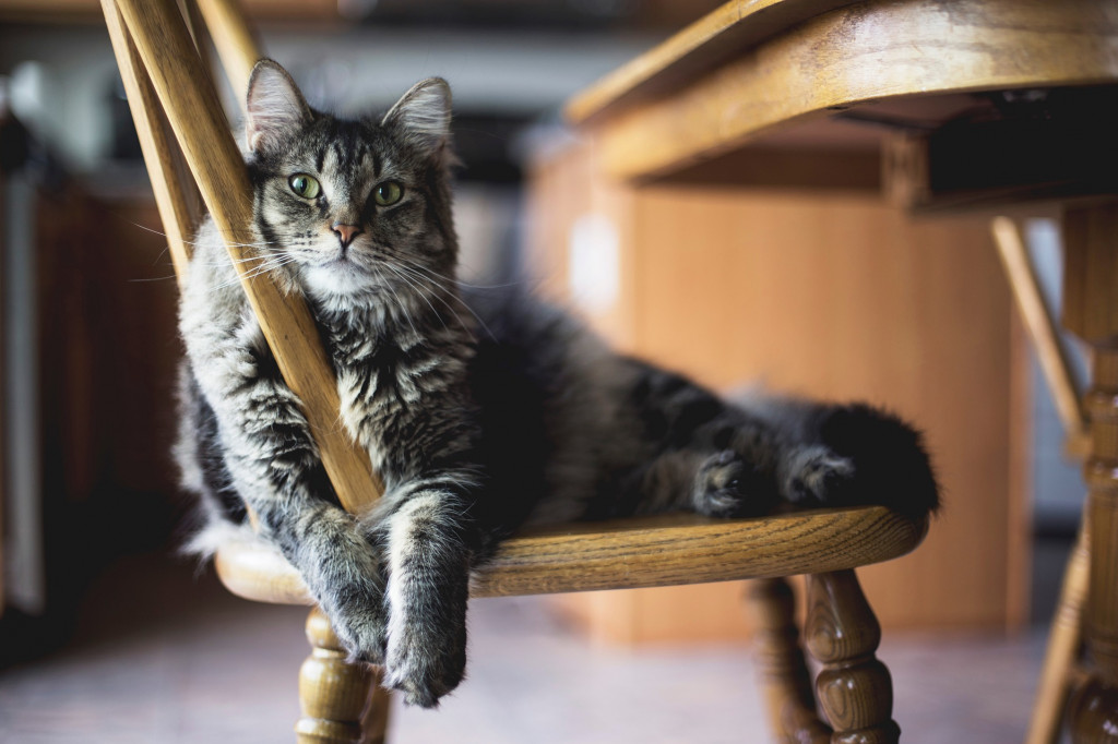 Mon chat fait pipi en dehors de sa litière : que faire ?