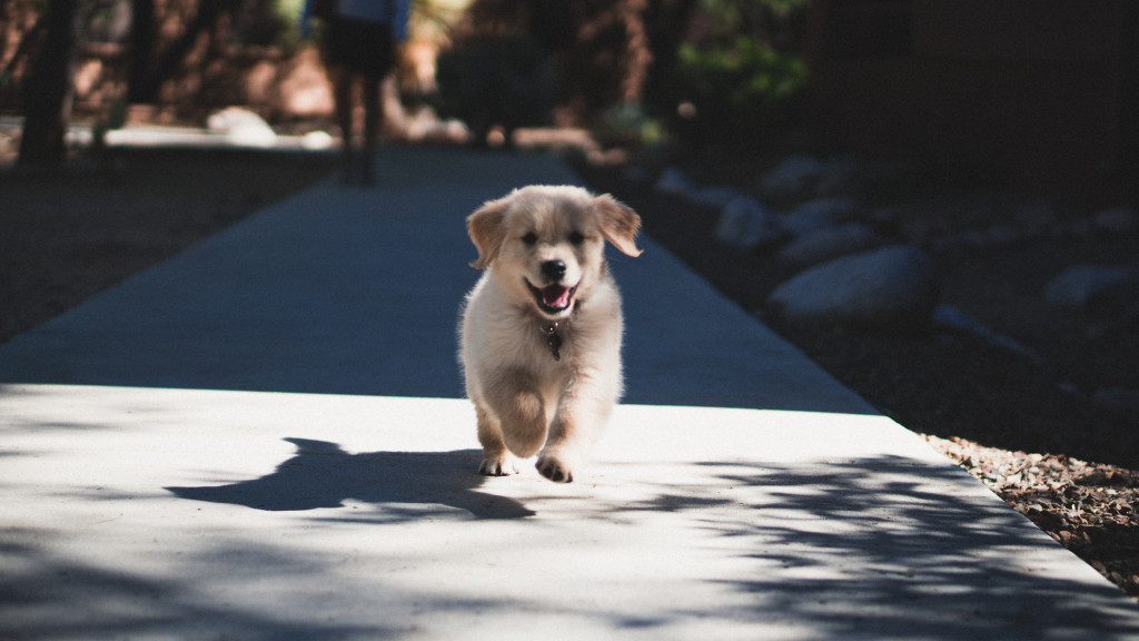 Comment apprendre le rappel à son chien ?