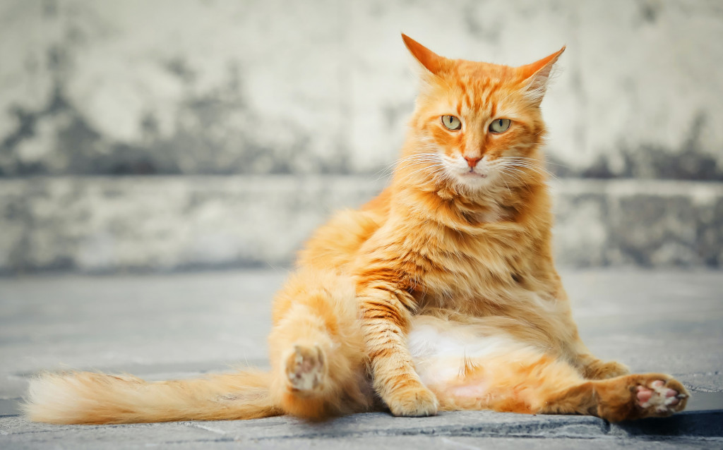 Comment faire maigrir mon chat ?