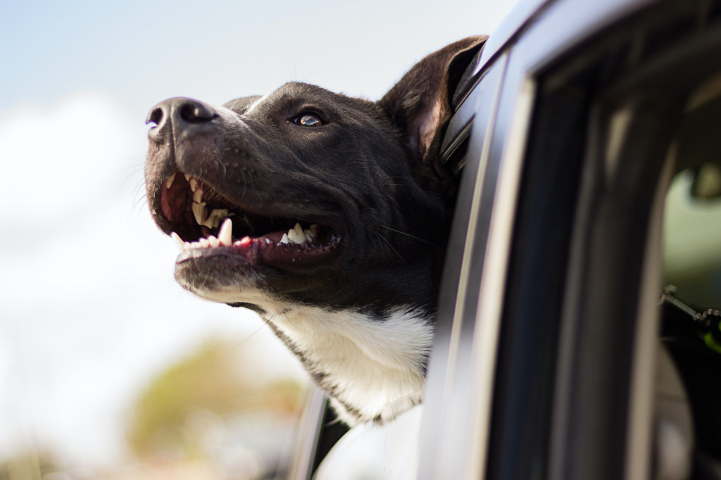 Nos conseils pour partir en vacances avec votre chien