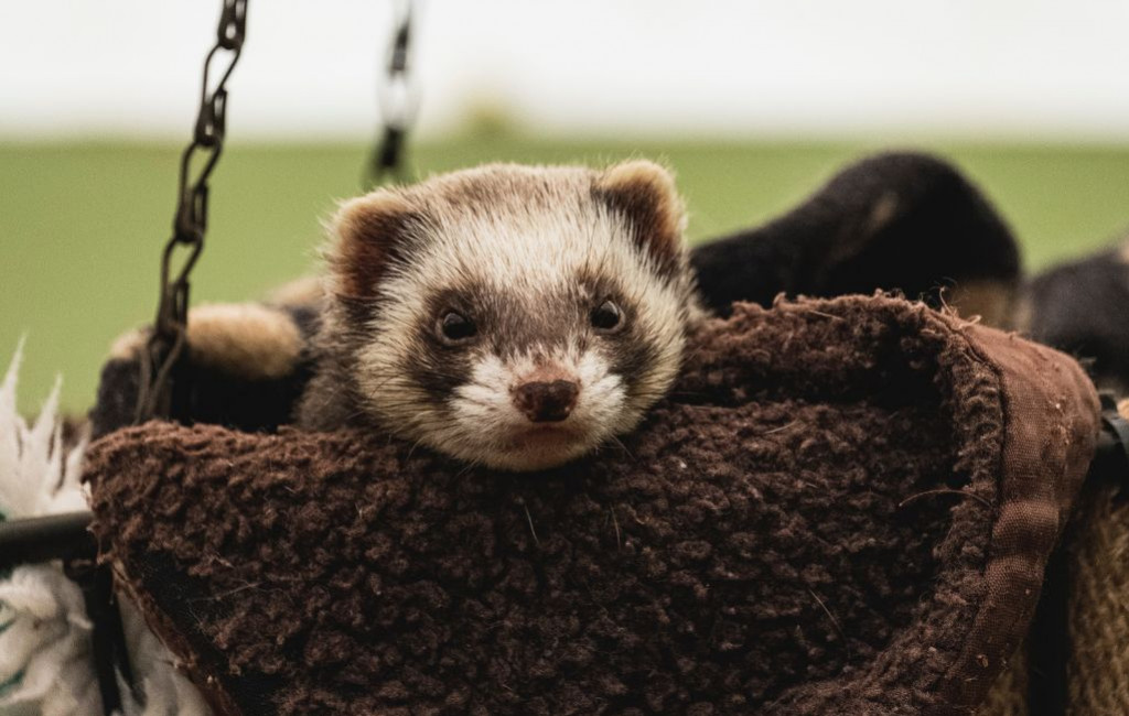 Guide avant d’adopter un furet : les étapes essentielles