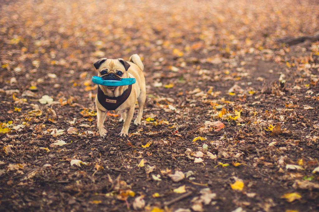 Comment bien préparer son animal à l'automne ?