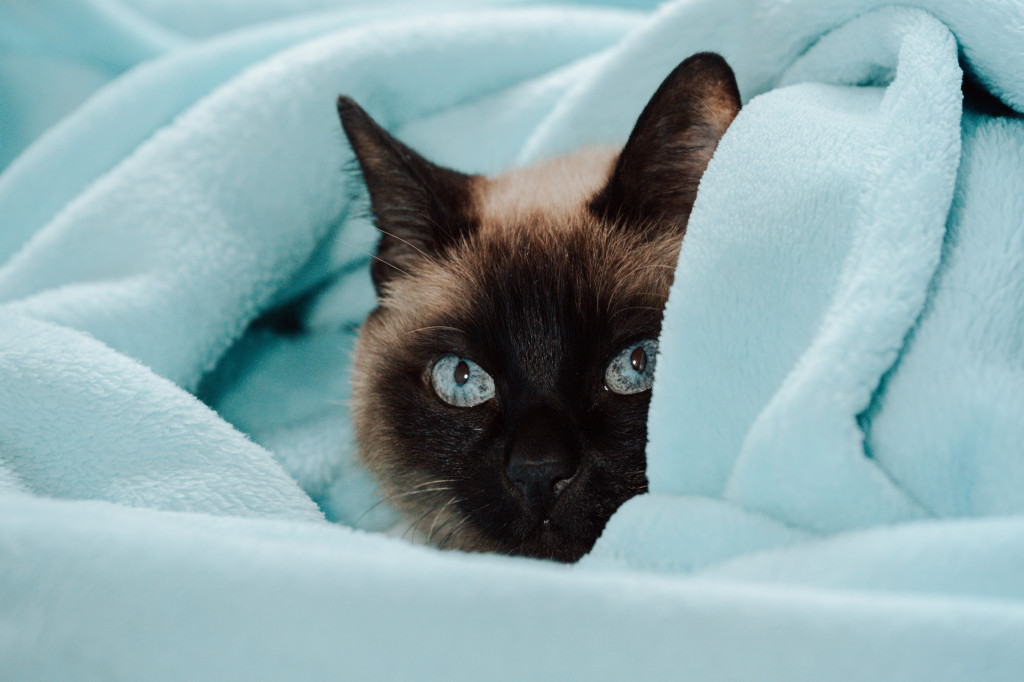 Comment enlever l’odeur d’urine de chat ?