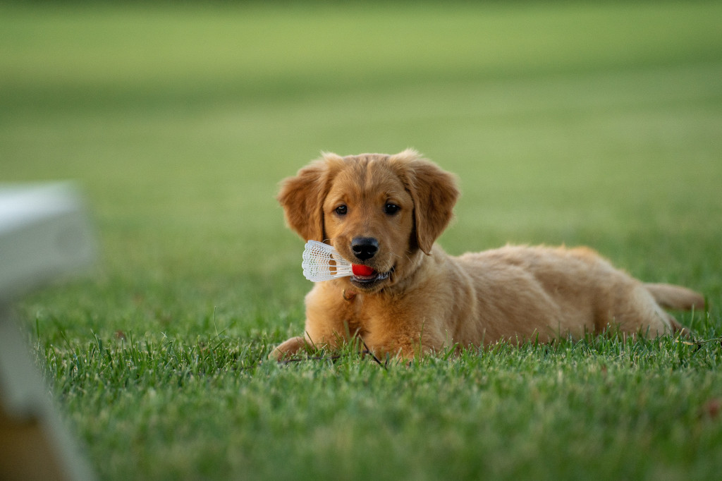 Découvrez nos idées de noms de chien en U pour 2023 !