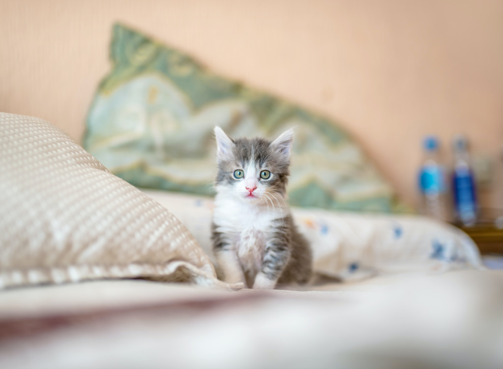 Comment choisir un nom de chat en U pour 2023 ?