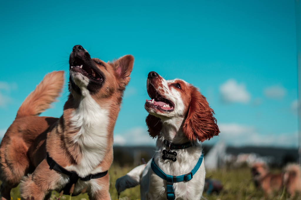 Comment choisir la race de son chien ?
