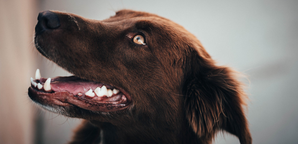 Prendre soin de l’hygiène dentaire des chiens et des chats