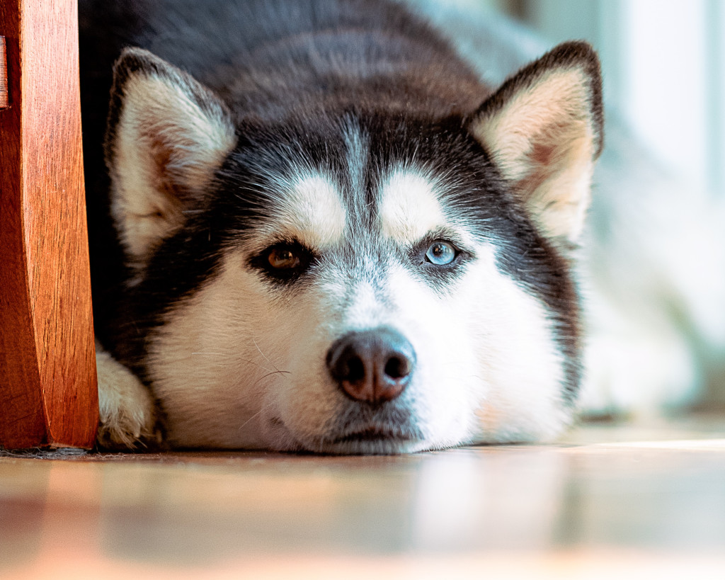 Comment voient les chiens ?
