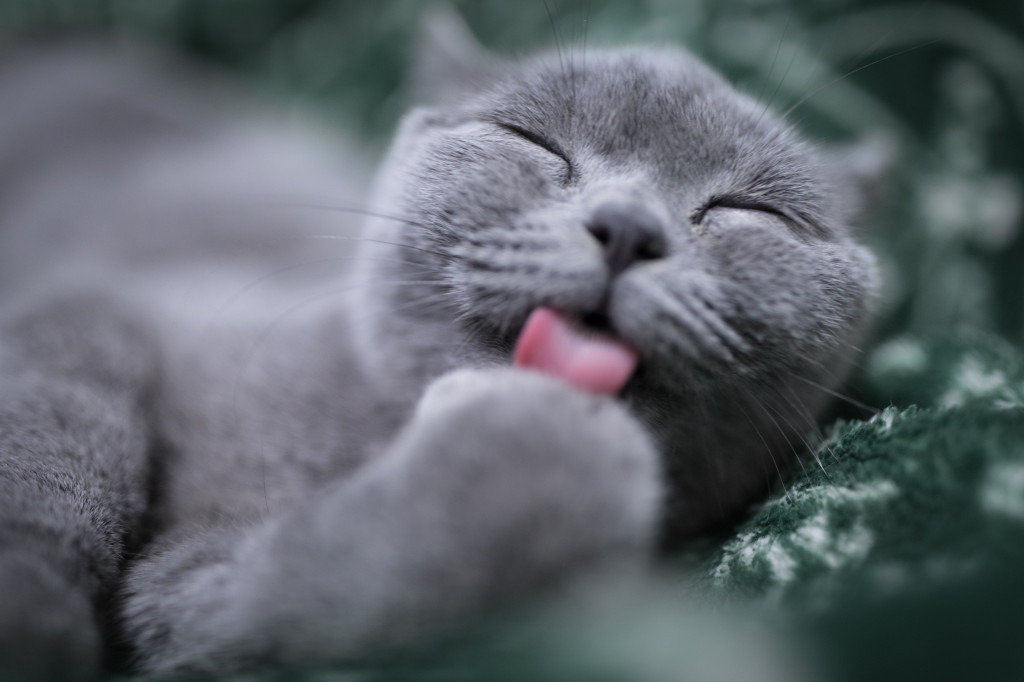 Pourquoi mon chat me lèche ?