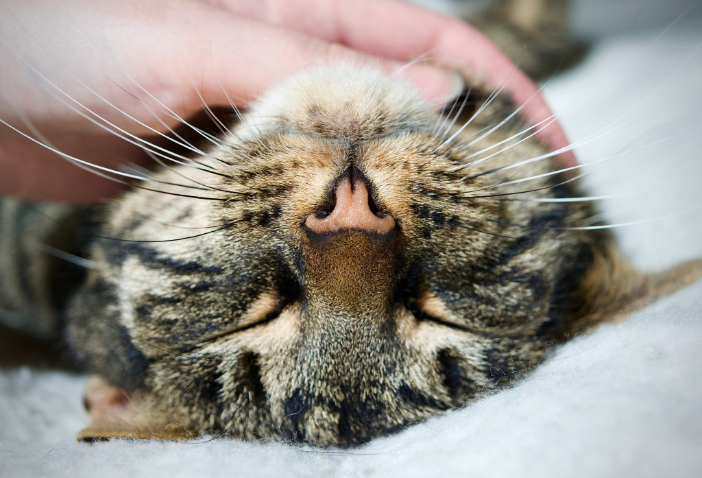 Comment rendre un chat heureux ?