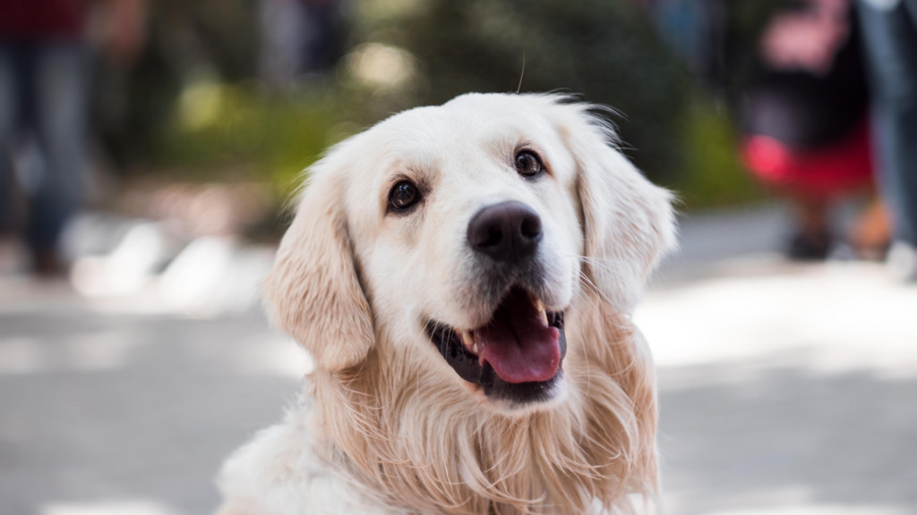 Cette méthode précise révèle l'âge humain de nos animaux !