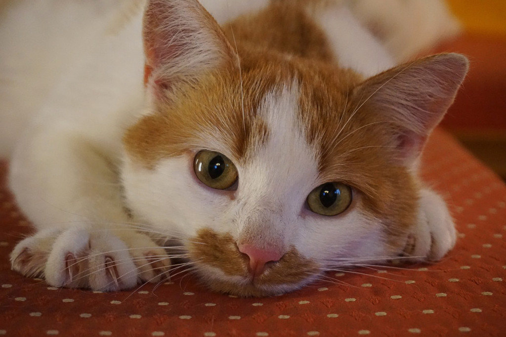 Comment couper les griffes d’un chat ?