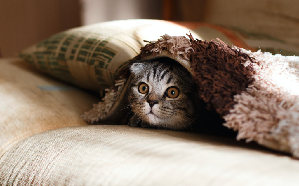Stress du chat - Comment apaiser et soigner un chat stressé ?