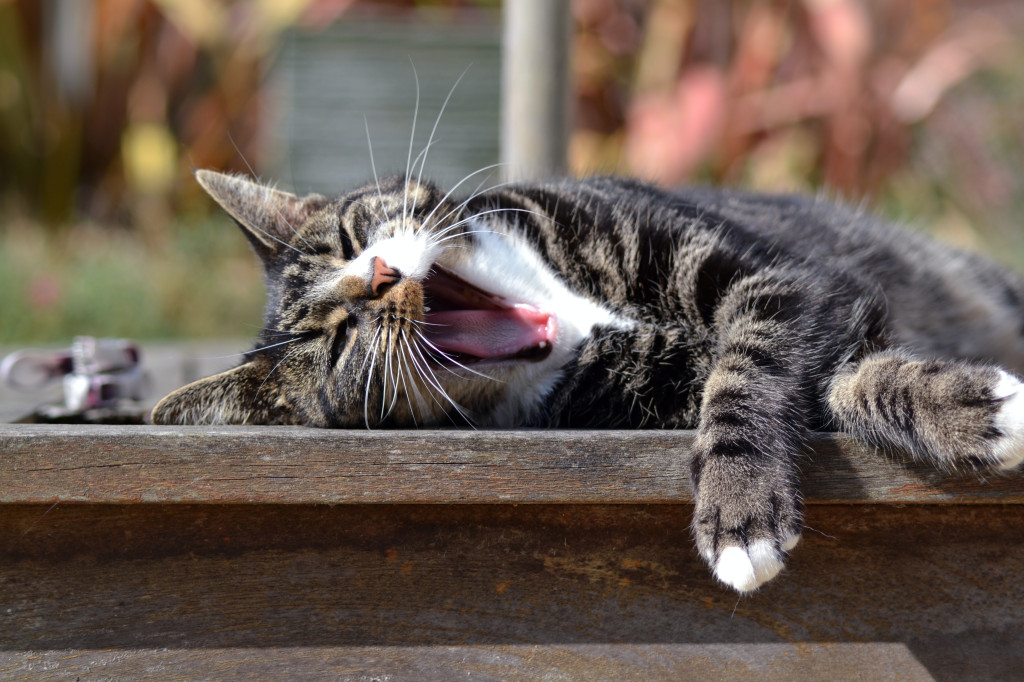 Comment rafraîchir mon chat ?