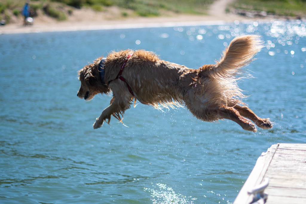 Comment rafraîchir son chien et éviter les coups de chaleur en été ?