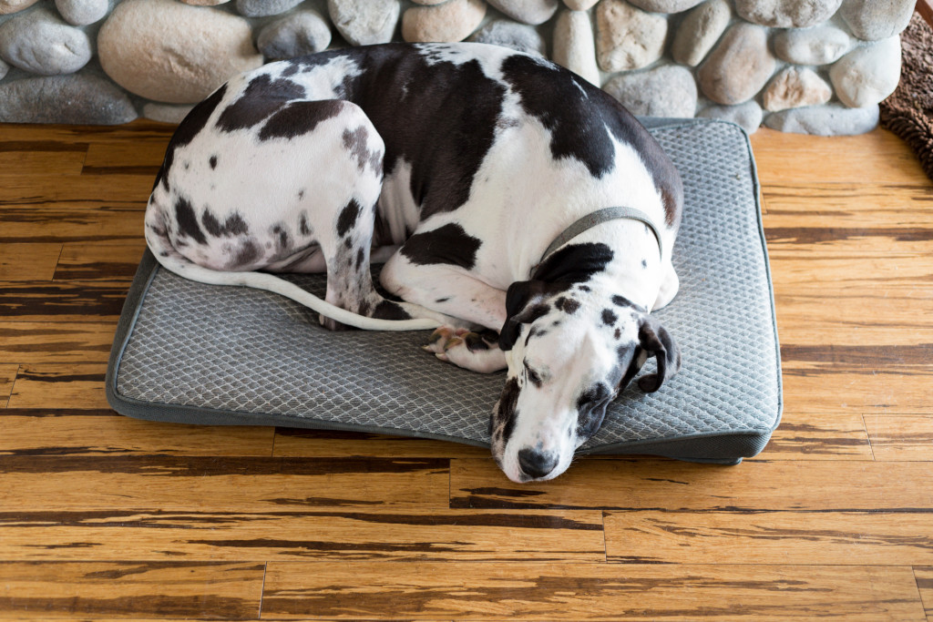 Position de sommeil de votre chien : ce que cela dit de lui
