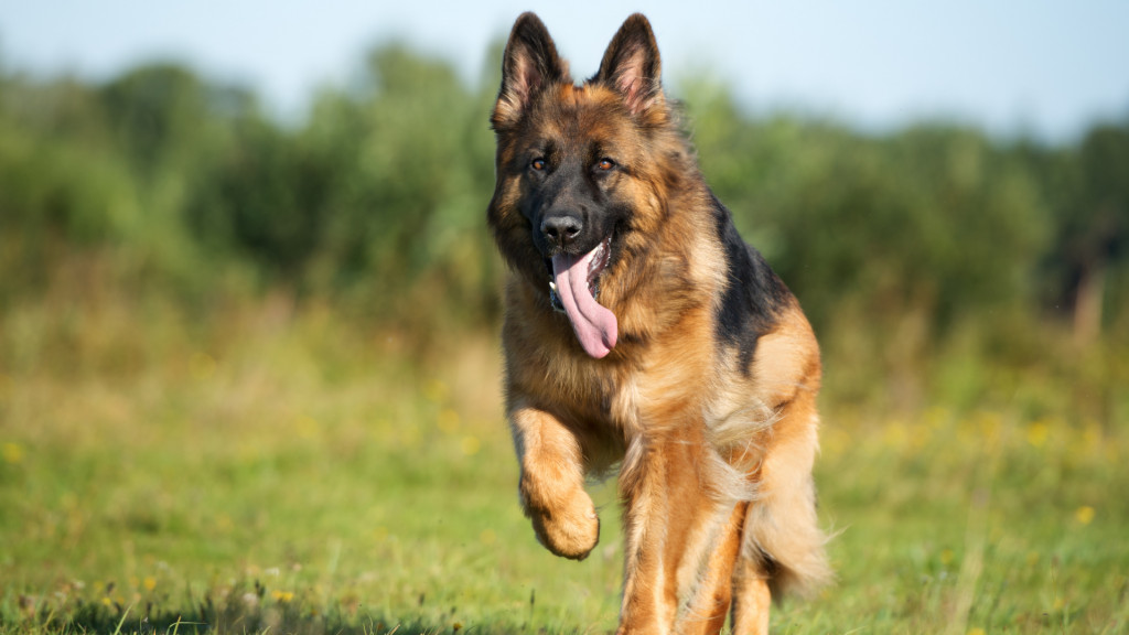 Des chiens jouent à nouveau dans le jardin de la Maison Blanche