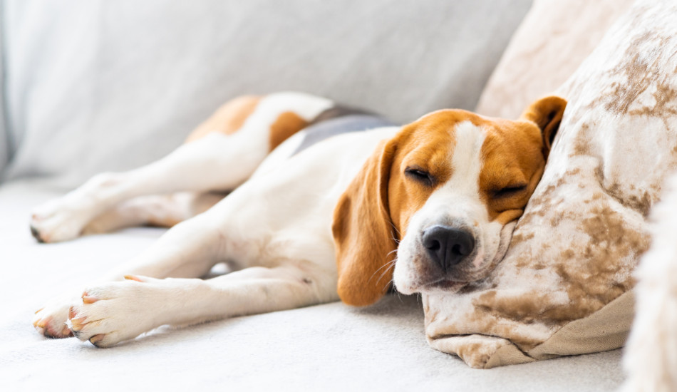 Comment prendre soin de son chien senior ?