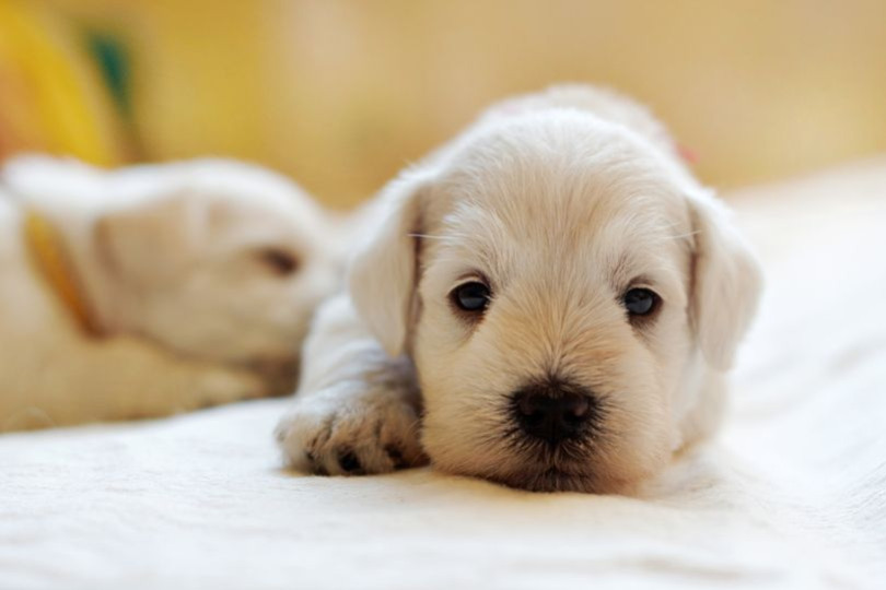Quel nom donner à votre chien ? En 2024, c’est l’année du V !