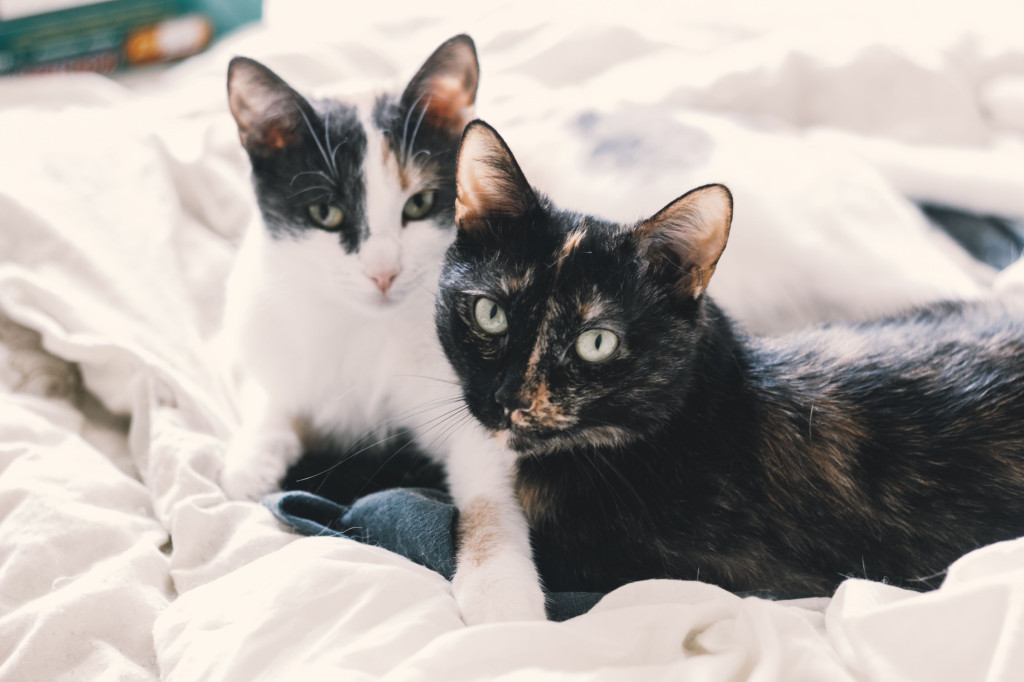 Votre chat sera-t-il plus heureux si vous en adoptez un deuxième ?
